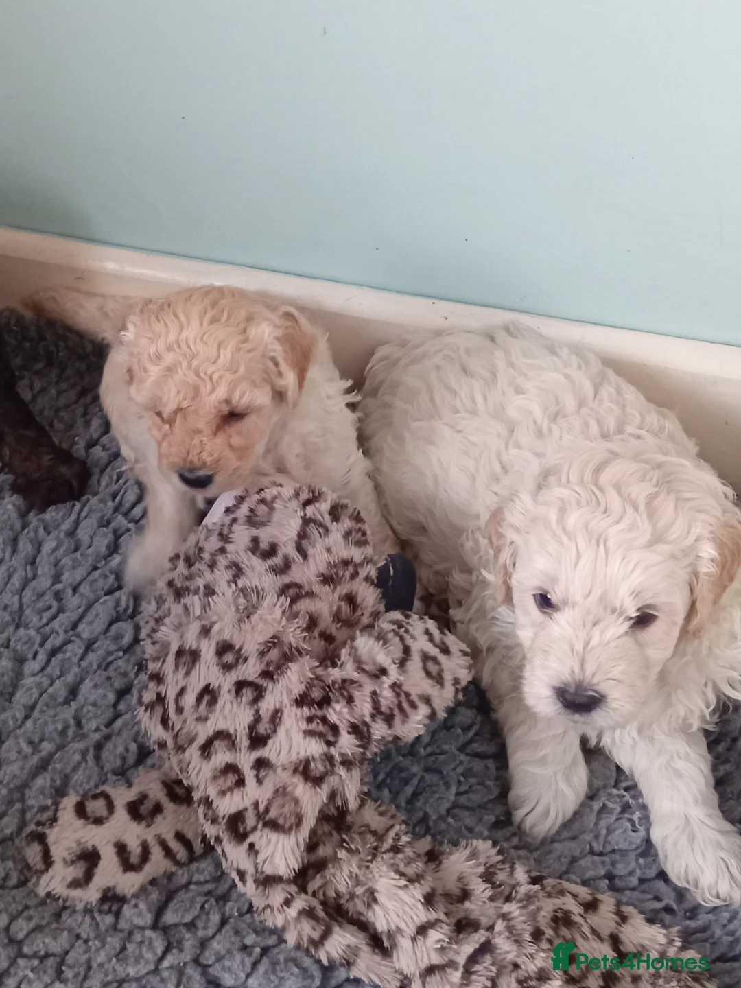 Goldendoodle dogs for sale: Adorable Miniature Double Doodle puppies  - Advert 24