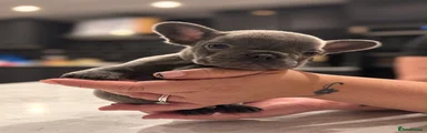 French Bulldog 3