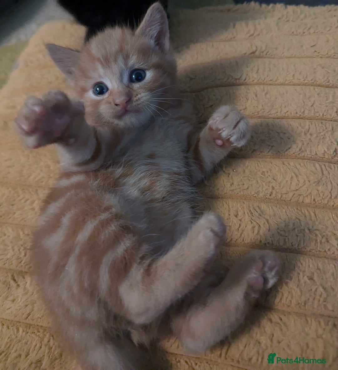 Mixed Breed cats for sale: wonderful Kittens  - Image 14