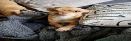 Chihuahua dogs for stud: Proven Fawn Chihuahua Stud - Advert 2