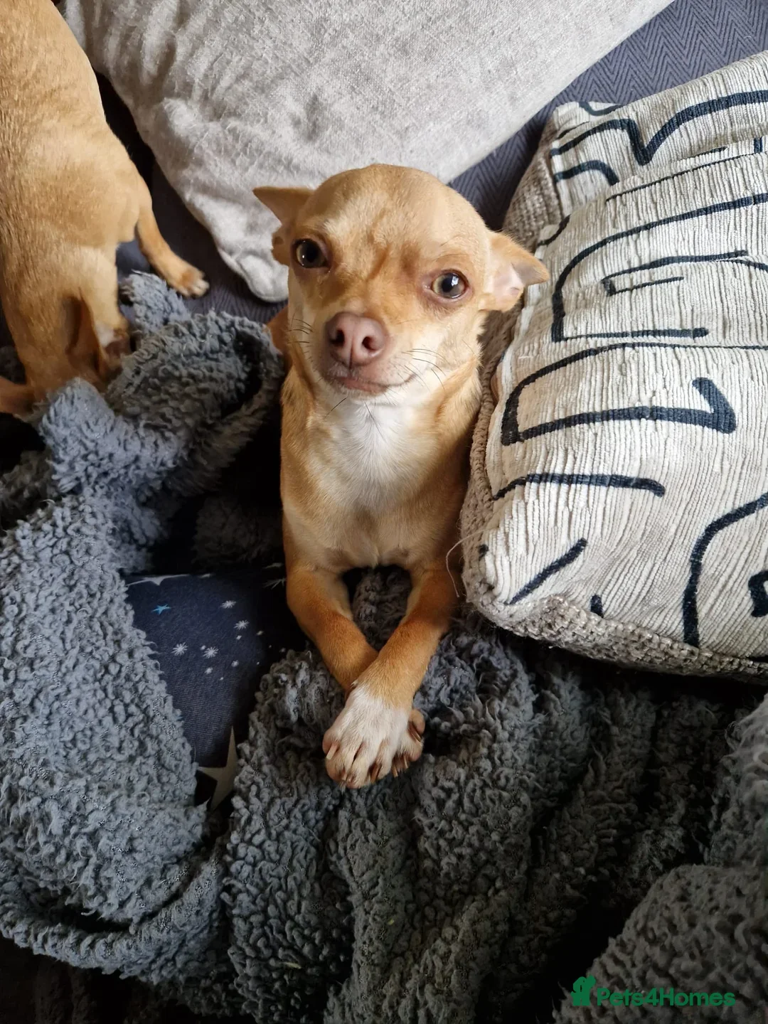 Chihuahua dogs for stud: Proven Fawn Chihuahua Stud - Advert 2