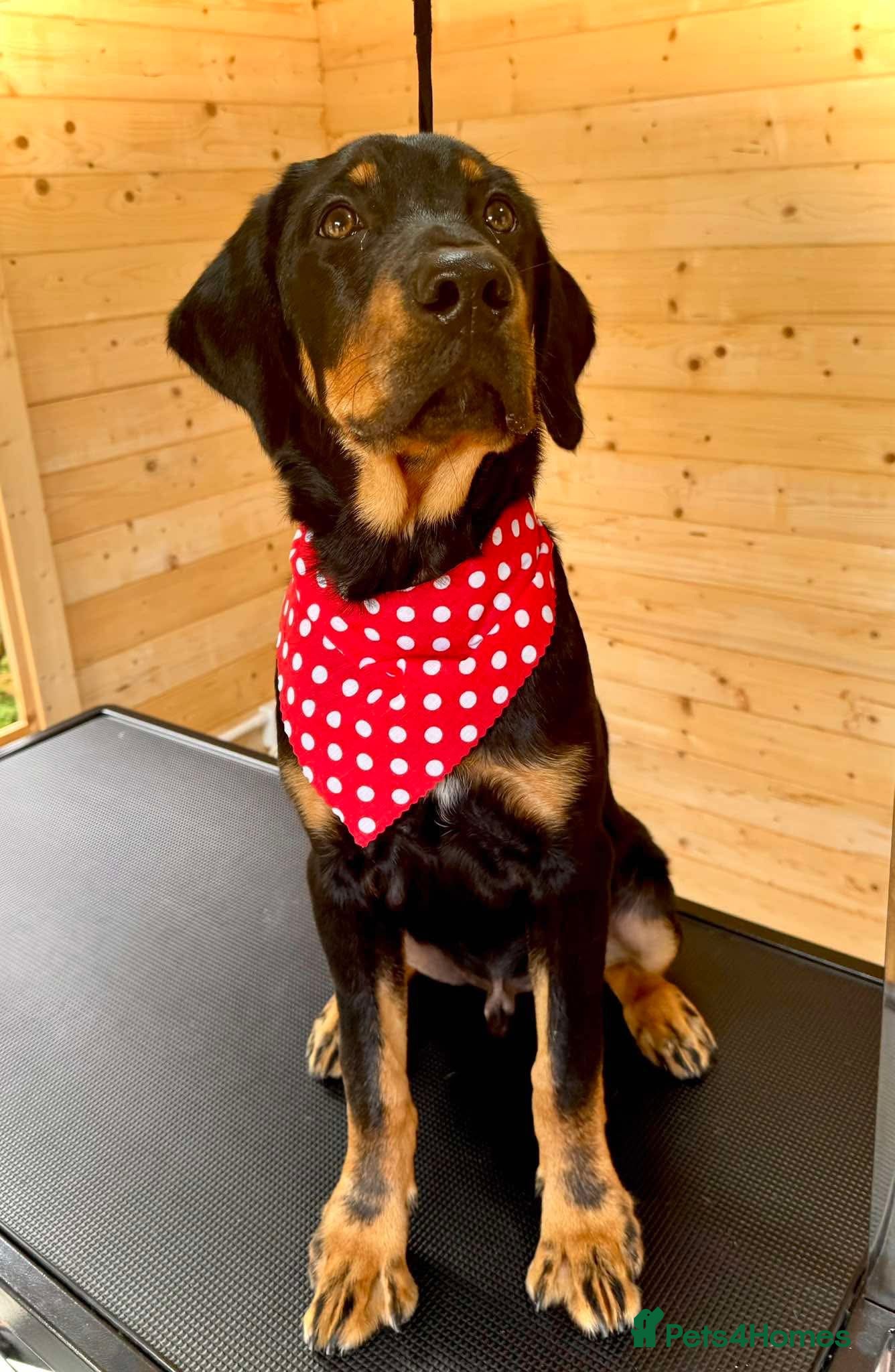 Mixed Breed dogs Golden Retriever x Huntaway puppy 5 months old  - Advert 2