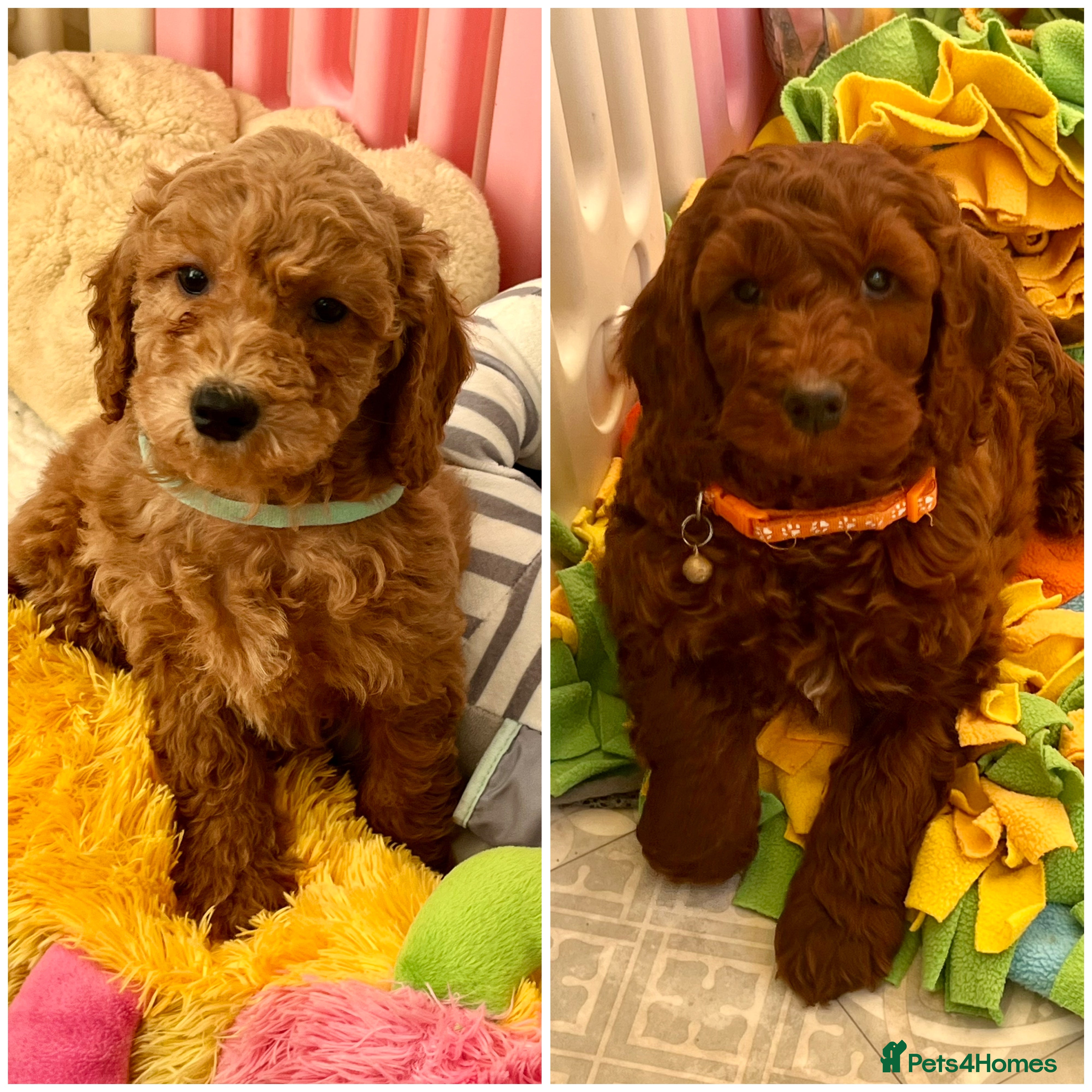 Mini Goldendoodle dogs Top Quality Miniature Goldendoodle puppies - Advert 8