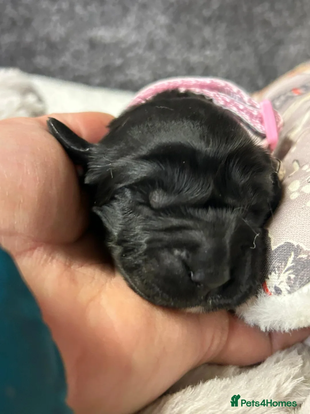 Mini Goldendoodle dogs for sale: Beautiful F1 Miniature Goldendoodle Puppies  - Advert 23