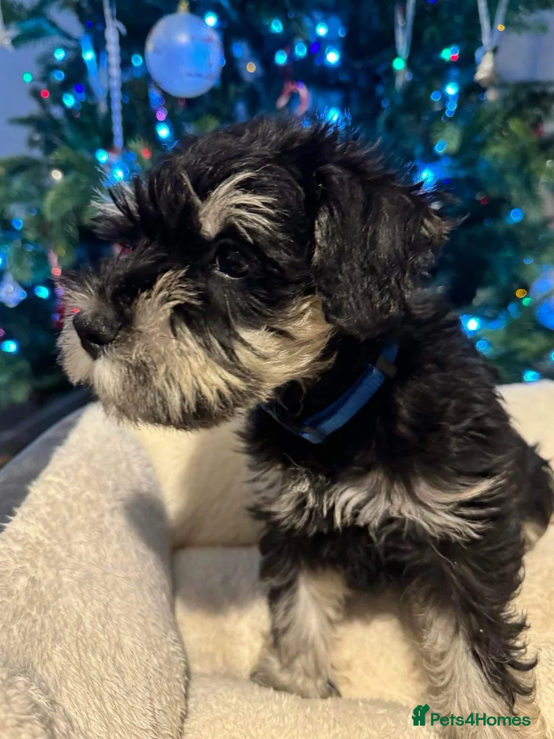 Miniature Schnauzer dogs for stud: Handsome black and silver Miniature Schnauzer  in Cambridge - Advert 40