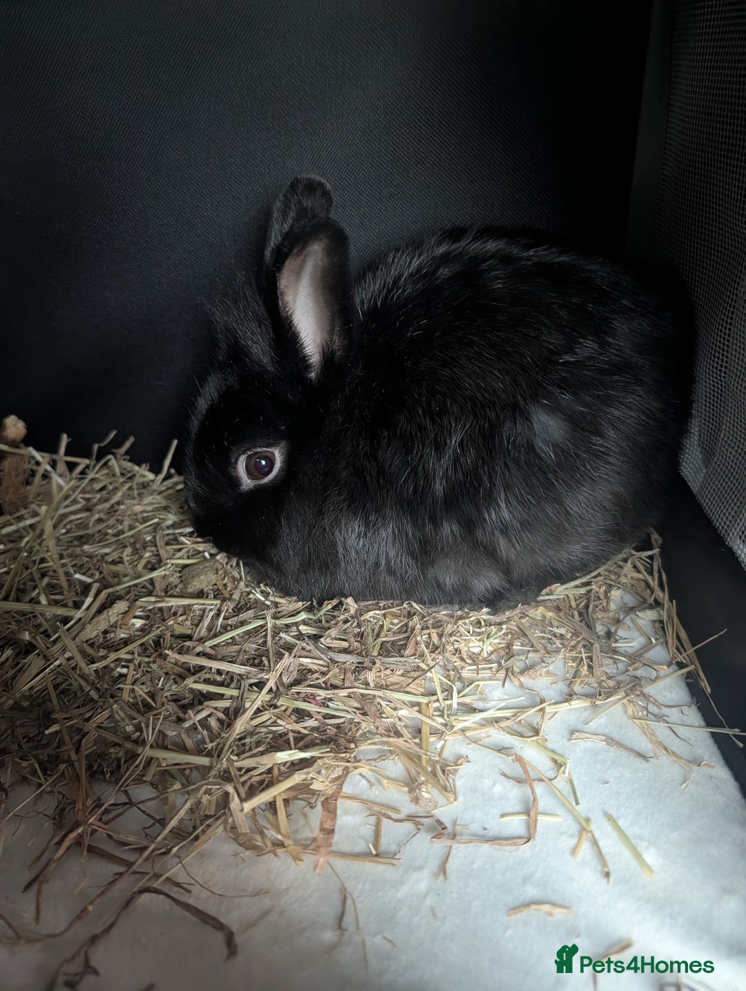Lionhead rabbits for sale: Little all black lion-head rabbit - Advert 4