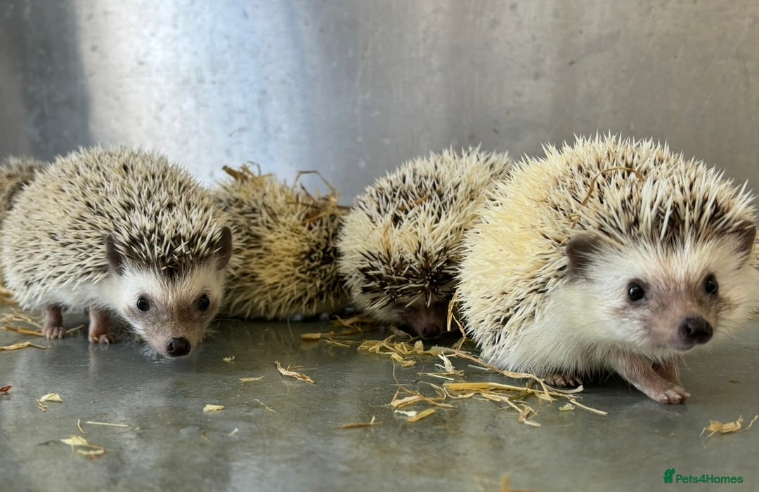 Pygmy Hedgehog rodents for sale: Baby African Pygmy hedgehogs  - Advert 3