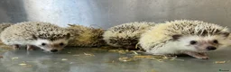 Pygmy Hedgehog rodents for sale: Baby African Pygmy hedgehogs  - Advert 3