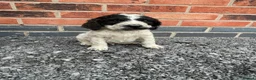 Cockapoo dogs for sale: cockapoo puppies - Advert 10