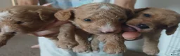 Sproodle dogs for sale: Beautiful F1B Sproodles!  in Doncaster - Advert 13