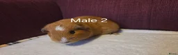 Guinea Pig rodents for sale: Guinea Pigs looking for a forever home - Advert 8