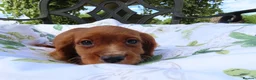 Cockalier dogs for sale: Ruby red cockalier puppies  - Advert 7