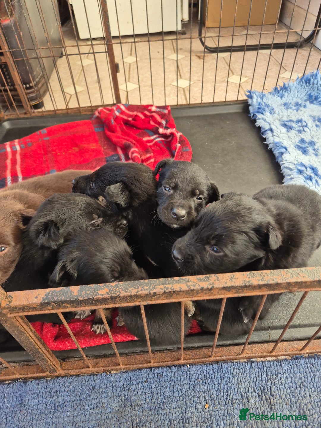Mixed Breed dogs for sale: Kelpie cross collie pups.  - Advert 4