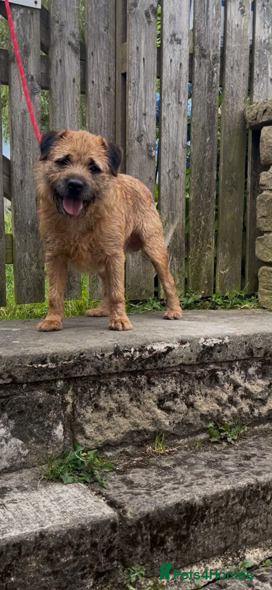 Border Terrier dogs KC REG OXCROFT BRED BORDER TERRIER STUD DOG - Advert 1