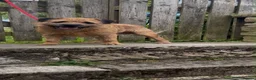 Border Terrier dogs for stud: KC REG OXCROFT BRED BORDER TERRIER STUD DOG - Advert 1