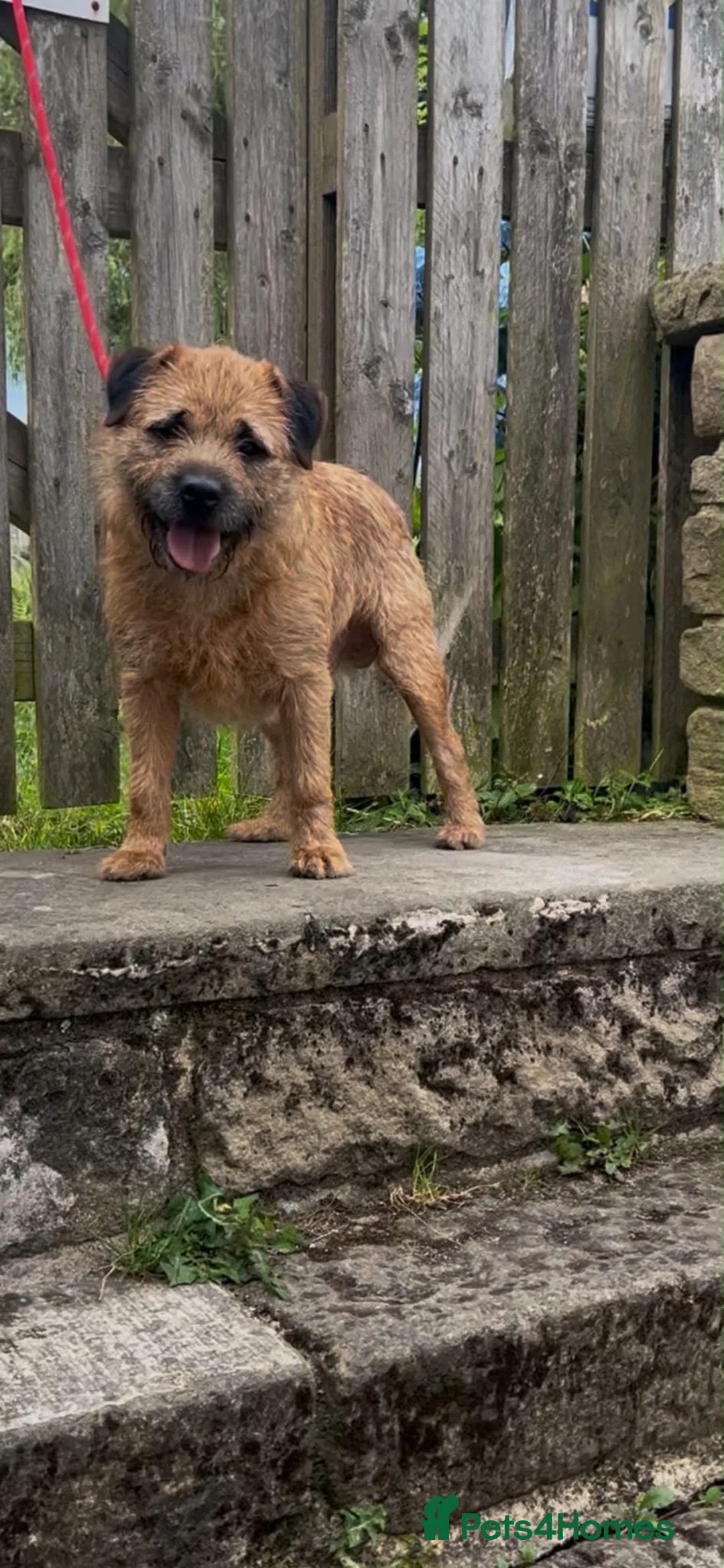 Border Terrier dogs for stud: KC REG OXCROFT BRED BORDER TERRIER STUD DOG - Advert 1