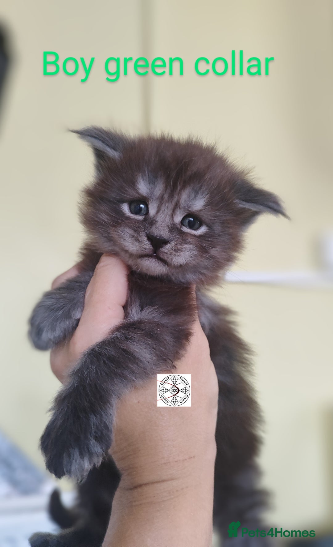 Maine Coon cats for sale: Absolutelly gorgeous kittens  - Image 10