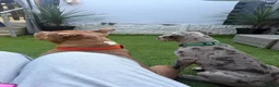 Great Dane dogs for sale: Male great dane  - Advert 8