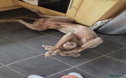 Weimaraner dogs for sale: Forever home wanted - Image 3