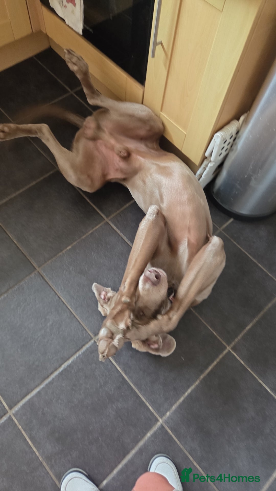 Weimaraner dogs for sale: Forever home wanted - Image 3