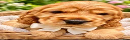 Cocker Spaniel dogs for sale: KC show cocker spaniel puppies Simbawood sire  - Advert 11