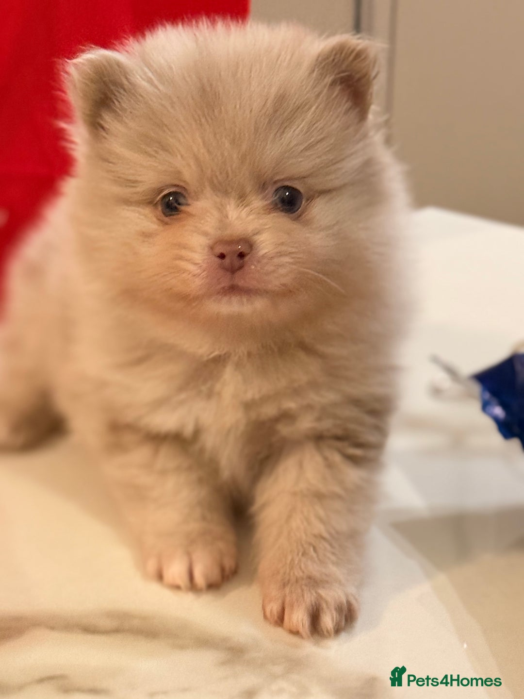 Pomeranian dogs for sale: 🧸 Dream Teddy Bear( Price reduced) - Advert 1