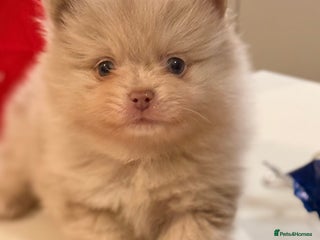 Pomeranian dogs 🧸 Dream Teddy Bear( Price reduced) - Advert 4