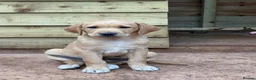 Golden Retriever dogs for sale: 2 gorgeous Labrador puppies  in Tiverton - Advert 3