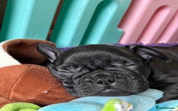 French Bulldog dogs for sale: Home-Reared French Bulldog Puppies – KC Registered - Image 7