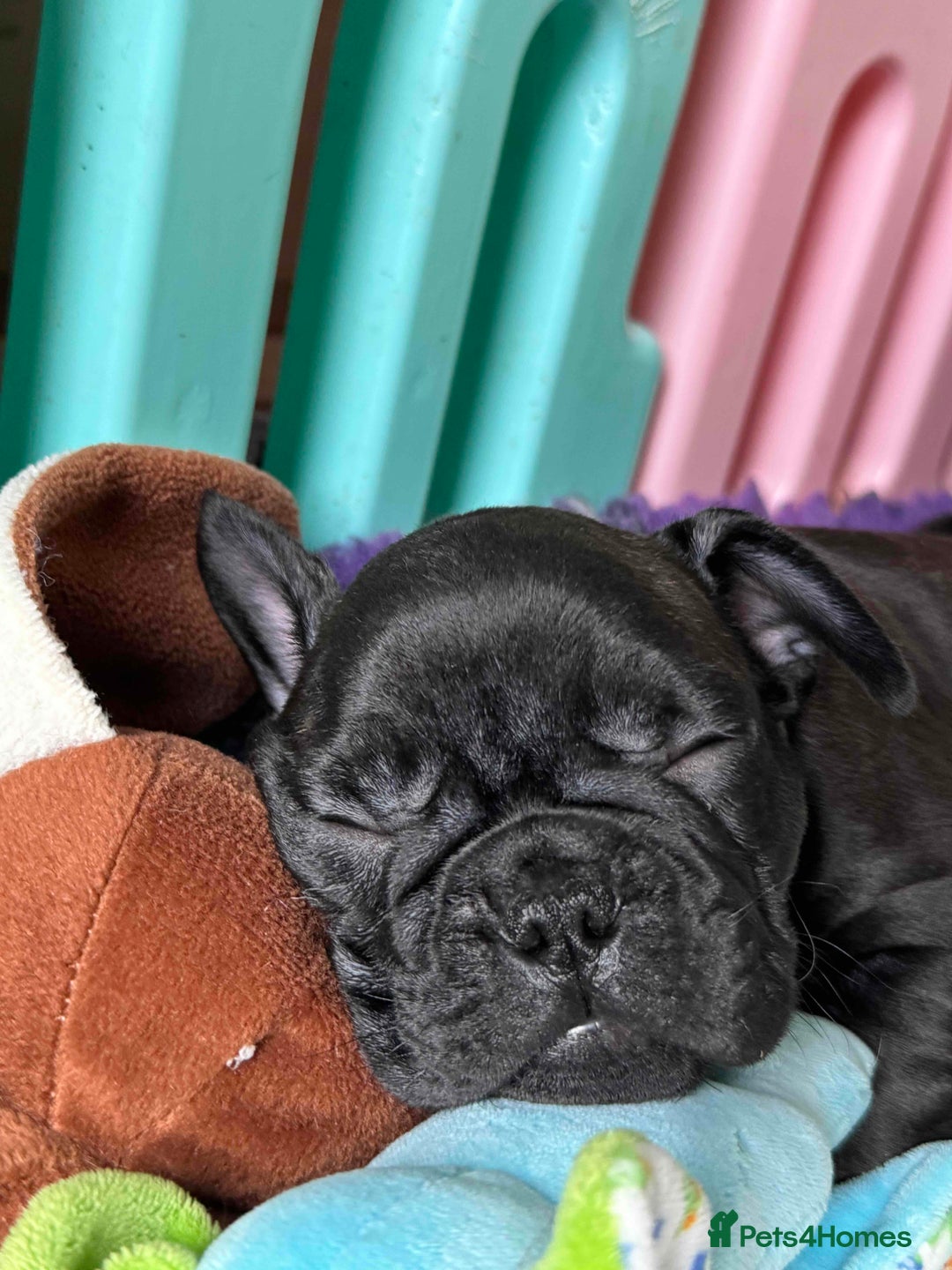 French Bulldog dogs for sale: Home-Reared French Bulldog Puppies – KC Registered - Image 7