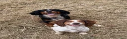 Cocker Spaniel dogs for stud: Proven KC’d Working Cocker Spaniel Stud - Advert 4