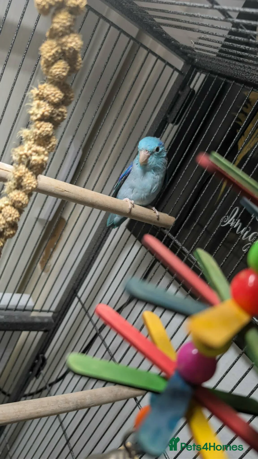 Parrots birds for sale: Blue Parrotlet + Sansibar UV + Large Cage  - Advert 2