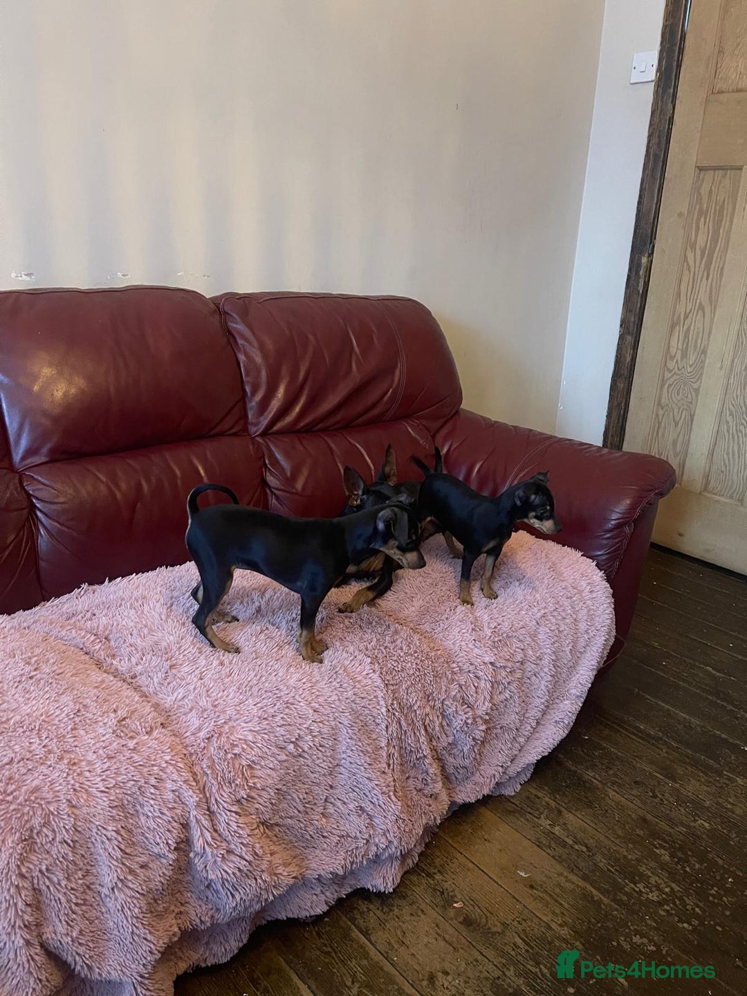 Miniature Pinscher dogs for sale: Beautiful Miniature Pinscher . - Advert 21