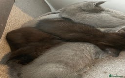 Mixed Breed cats for sale: Ragdoll cross beautiful friendly kittens - Image 7