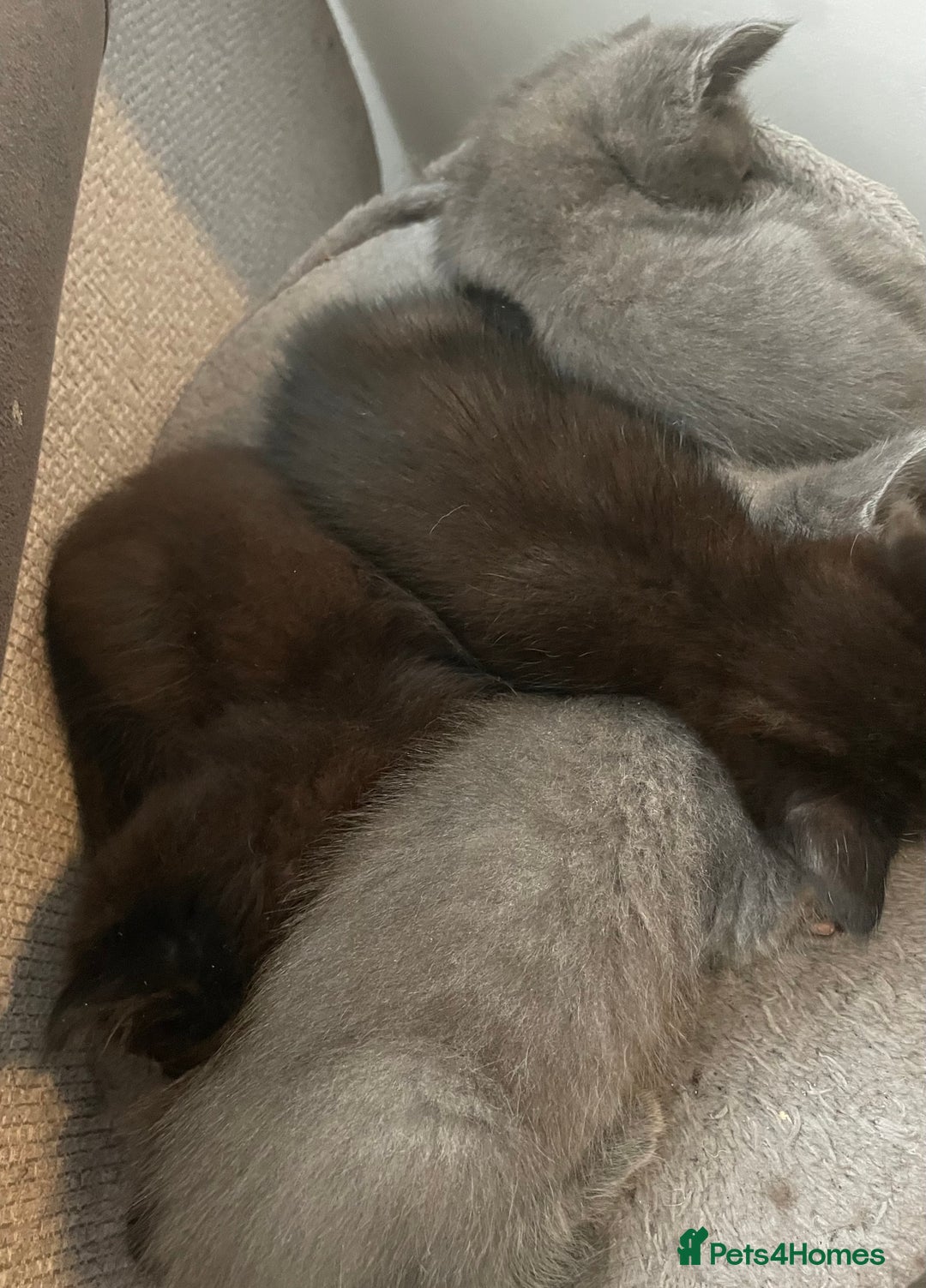 Mixed Breed cats for sale: Ragdoll cross beautiful friendly kittens - Image 7