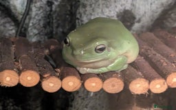 Frog reptiles for sale: Whites Tree Frogs x3 and Set-up - Image 4