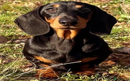 Miniature Dachshund dogs for stud: Kc reg Black and Tan mini smooth stud dog  - Image 6