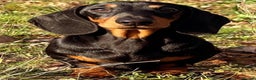 Miniature Dachshund dogs for stud: Kc reg Black and Tan mini smooth. - Advert 7