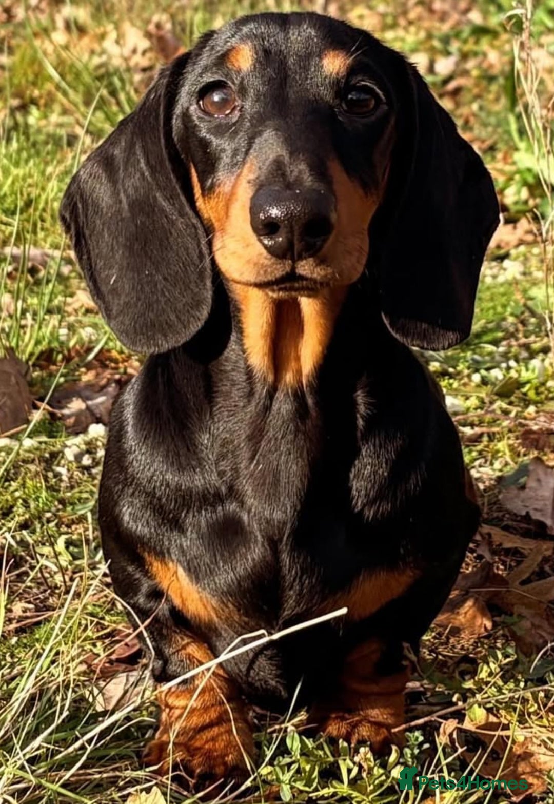 Miniature Dachshund dogs for stud: Kc reg Black and Tan mini smooth stud dog  - Image 6