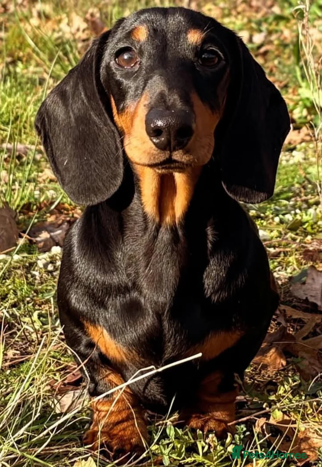 Miniature Dachshund dogs for stud: Kc reg Black and Tan mini smooth. - Advert 7