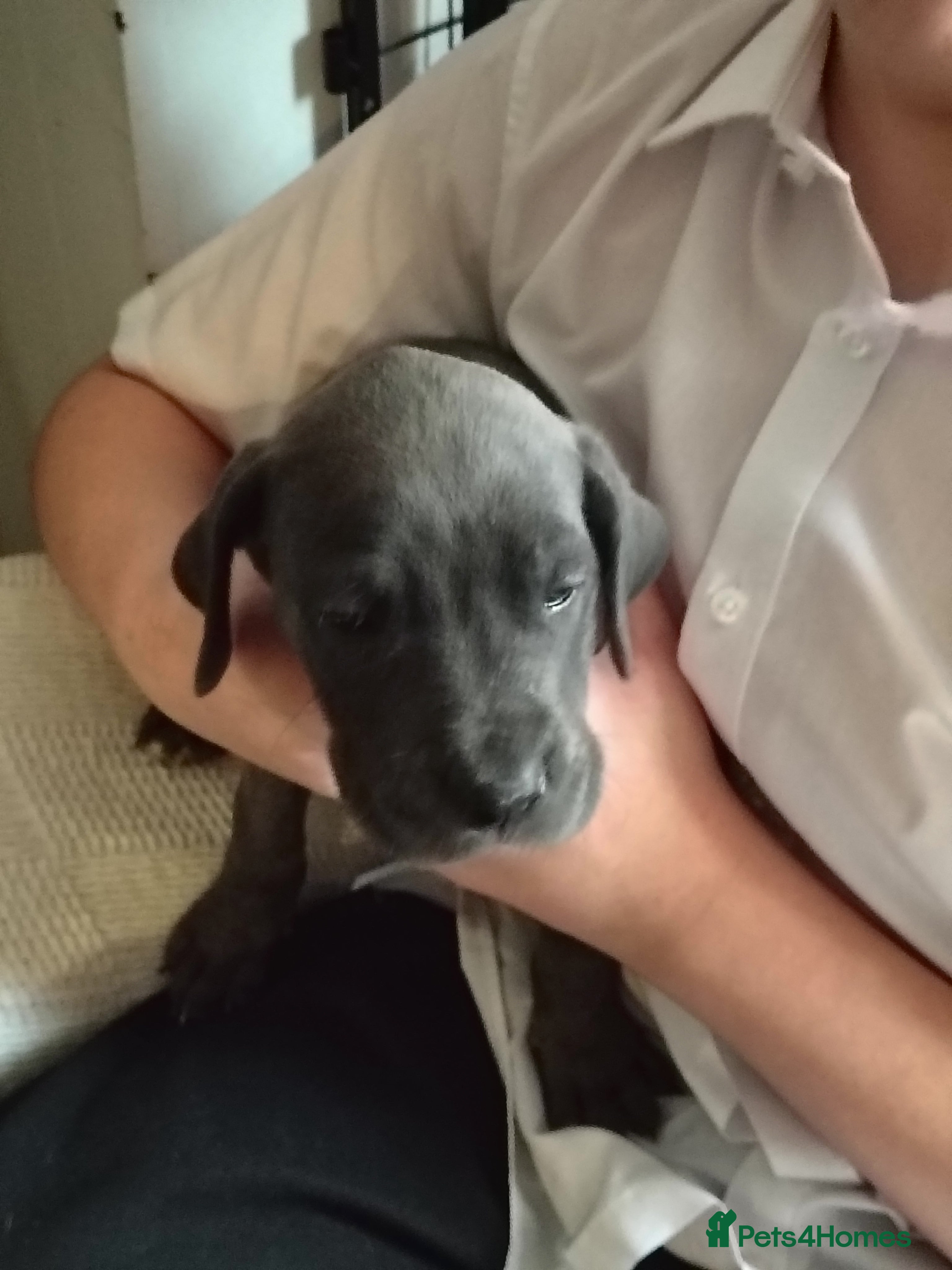 Great Dane dogs GREAT DANE PEDIGREE BLUE BOY FOR SALE - Advert 16