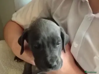 Great Dane dogs GREAT DANE PEDIGREE BLUE BOY FOR SALE - Advert 16