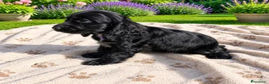 Cocker Spaniel 5