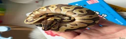 Python Snake reptiles for sale: female Mojave Enchi Het pied female  - Advert 2