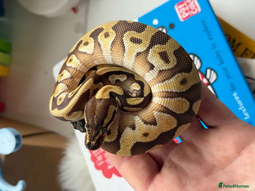 Python Snake reptiles for sale: female Mojave Enchi Het pied female  - Advert 2