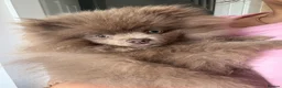 Pomeranian dogs for sale: Pomeranian puppy  - Advert 2