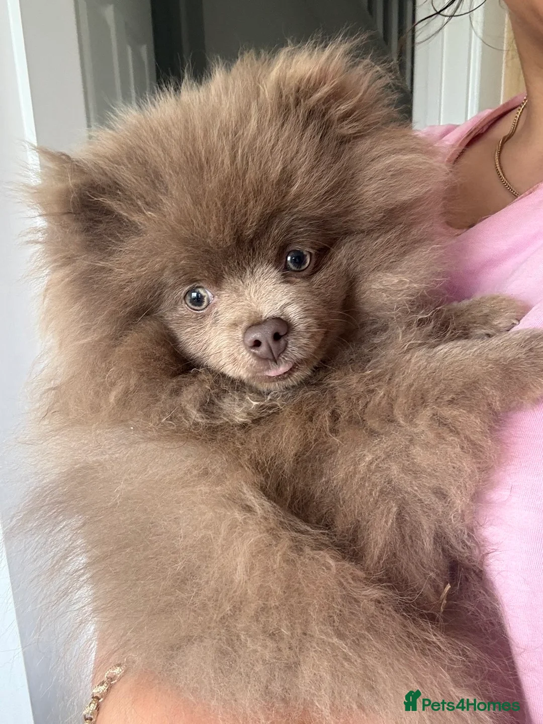 Pomeranian dogs for sale: Pomeranian puppy  - Advert 2