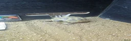 Tortoise reptiles for sale: Horsefield tortoises - Advert 5
