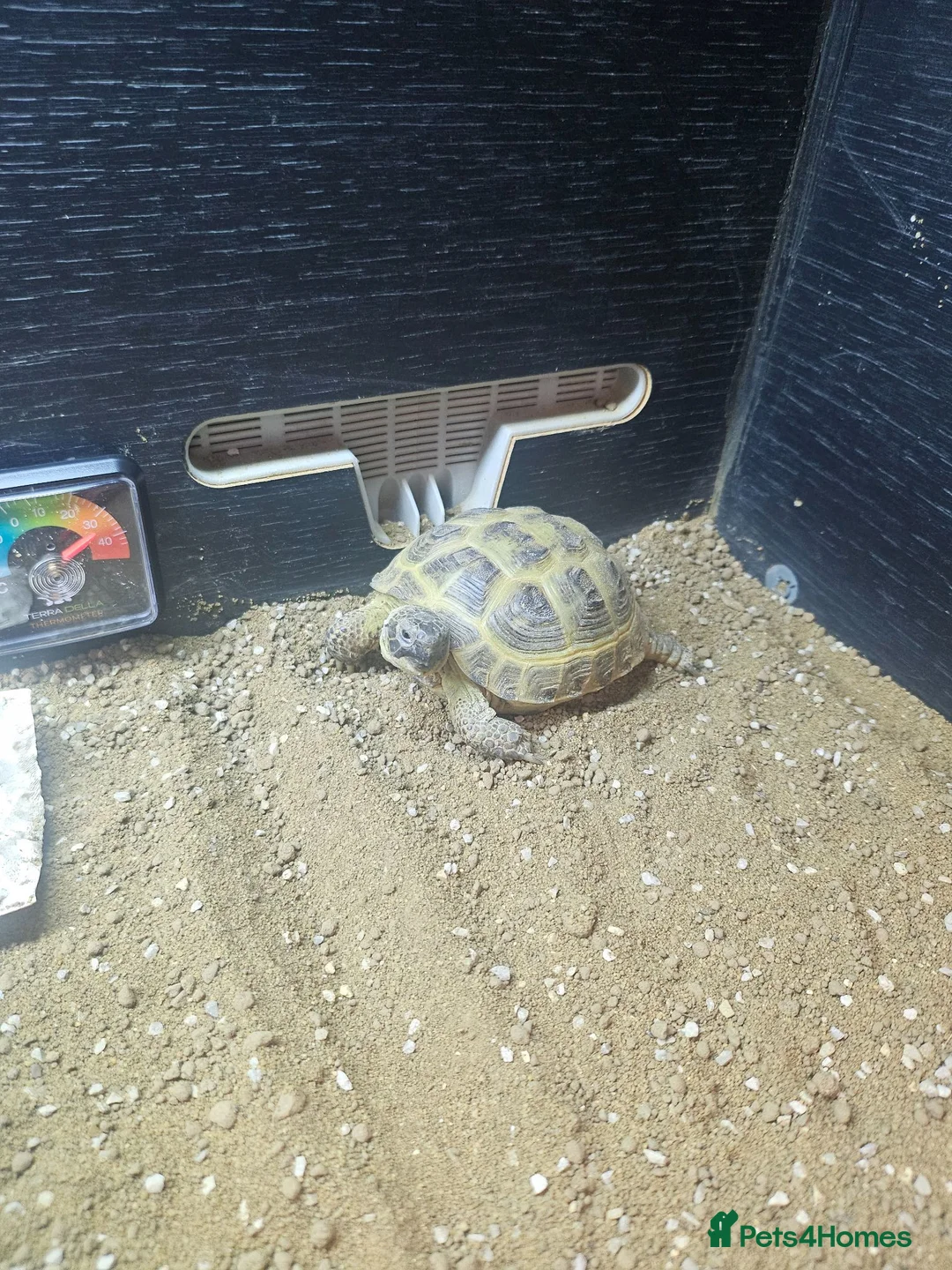 Tortoise reptiles for sale: Horsefield tortoises - Advert 5