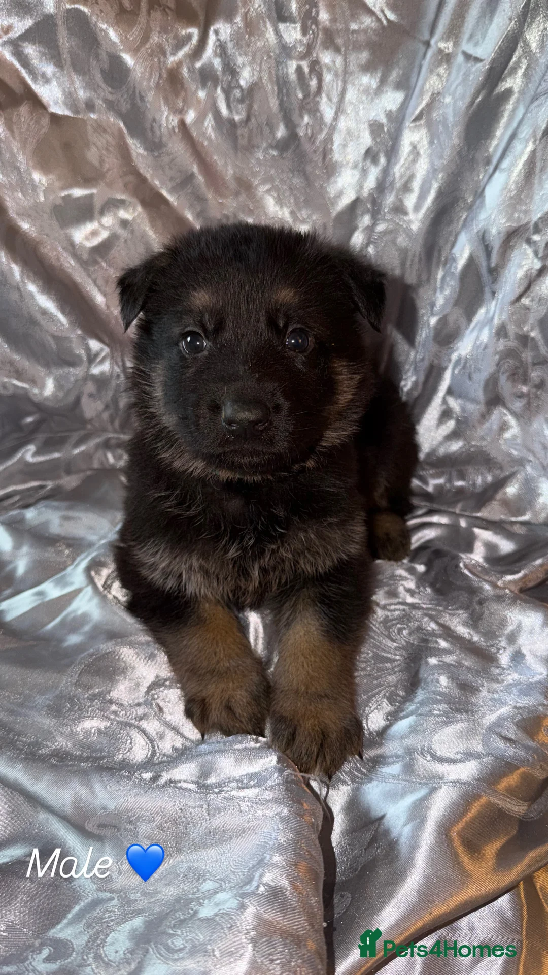 German Shepherd dogs for sale: 🐾 Beautiful KC German shepherd puppies 🐾 - Advert 6